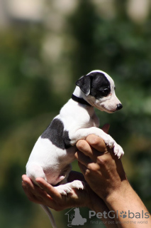 Photo №4. I will sell whippet in the city of Belgrade.  - price - negotiated