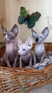 Photo №1. sphynx-katze - for sale in the city of White church | 0$ | Announcement № 13648