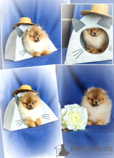 Photo №4. I will sell pomeranian in the city of Minsk. breeder - price - 302$