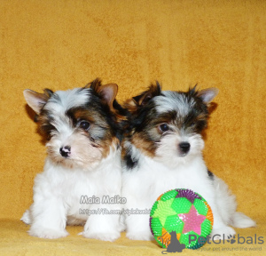 Photo №2 to announcement № 48774 for the sale of beaver yorkshire terrier - buy in Russian Federation private announcement