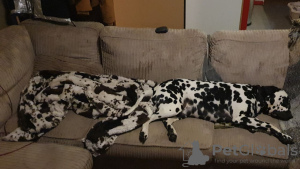 Photo №4. I will sell dalmatian dog in the city of Helsinki. private announcement - price - 537$