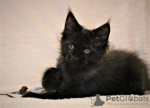 Photo №1. maine coon - for sale in the city of Volgograd | negotiated | Announcement № 12543