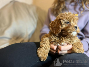 Additional photos: Cavapoo puppies