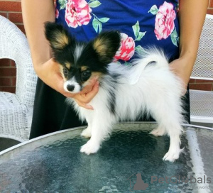 Photo №1. papillon dog - for sale in the city of Prague | negotiated | Announcement № 59470