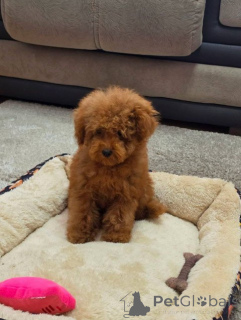 Photo №2 to announcement № 174579 for the sale of poodle (toy) - buy in Serbia 