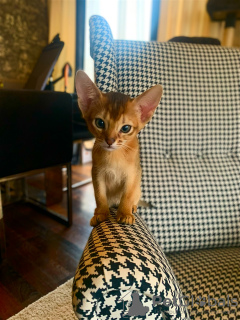 Photo №1. abyssinian cat - for sale in the city of Paris | negotiated | Announcement № 42829