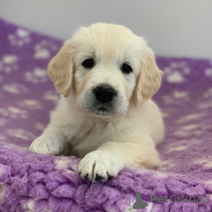 Photo №2 to announcement № 124661 for the sale of golden retriever - buy in Germany private announcement, breeder