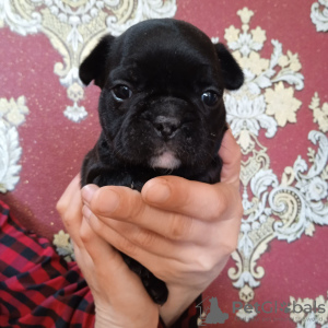 Photo №2 to announcement № 45691 for the sale of french bulldog - buy in Germany private announcement