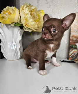 Photo №1. chihuahua - for sale in the city of Dusseldorf | negotiated | Announcement № 167595