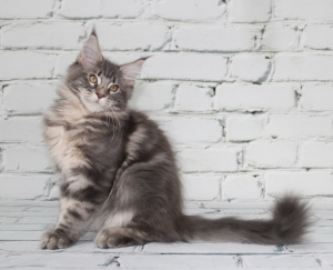 Photo №1. maine coon - for sale in the city of Temryuk | Negotiated | Announcement № 3072