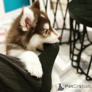 Photo №3. Beautiful Siberian husky puppies ready to go. France