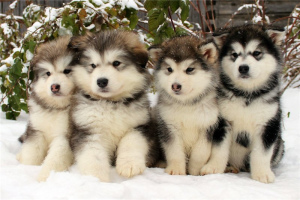 Photo №1. alaskan malamute - for sale in the city of Moscow | 1200$ | Announcement № 768