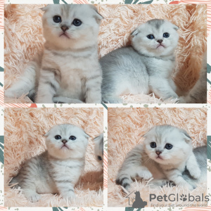 Photo №1. scottish fold - for sale in the city of Minsk | Is free | Announcement № 35612