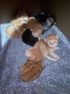 Photo №1. maine coon - for sale in the city of Vilnius | negotiated | Announcement № 133998