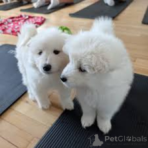 Photo №2 to announcement № 165438 for the sale of samoyed dog - buy in Austria private announcement, breeder