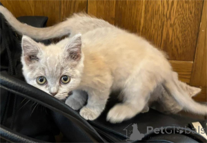 Photo №1. british shorthair - for sale in the city of Bretzfeld | 329$ | Announcement № 153580