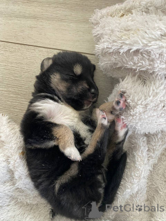 Photo №2 to announcement № 146024 for the sale of siberian husky - buy in Belarus private announcement