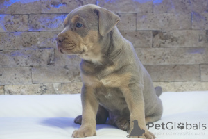 Photo №3. Pitbull Lilac Tricolor puppy. Serbia