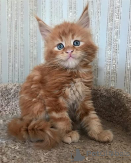 Photo №1. mekong bobtail - for sale in the city of Антверпен | negotiated | Announcement № 129006