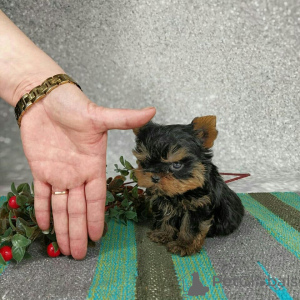 Photo №2 to announcement № 173341 for the sale of yorkshire terrier - buy in Germany private announcement