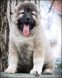 Photo №3. Caucasian Shepherd puppies. Serbia