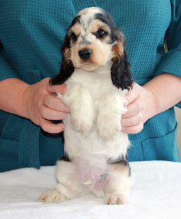 Photo №2 to announcement № 5836 for the sale of english cocker spaniel - buy in Russian Federation breeder