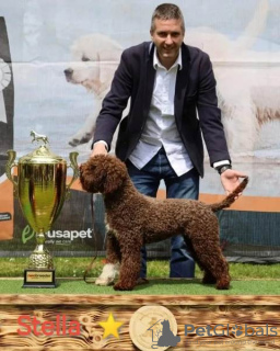 Additional photos: Lagotto Romagnolo, reservation puppies