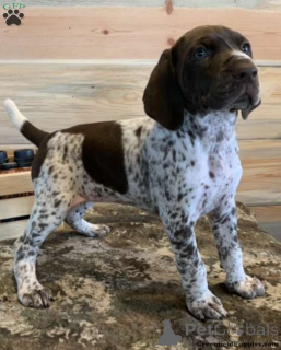 Photo №3. KC Registered German Shorthaired Pointer Puppies. Poland
