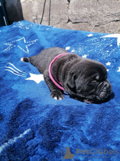 Photo №3. Cane Corso puppies for sale. Ukraine