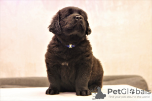 Photo №3. Reservation of puppies Hotosho/Buryat dog. Russian Federation