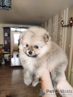 Photo №3. Pomeranian puppies are offered for reservation.. Belarus