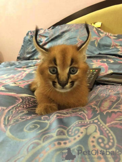 Additional photos: caracal and caracat kittens available