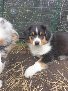 Photo №1. australian shepherd - for sale in the city of St. Petersburg | negotiated | Announcement № 69332