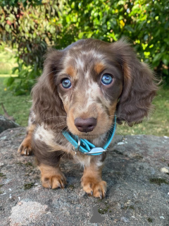 Photo №4. I will sell dachshund in the city of Berlin. private announcement - price - negotiated