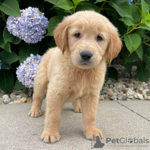 Photo №1. golden retriever - for sale in the city of Berlin | Is free | Announcement № 125087