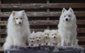 Photo №2 to announcement № 169879 for the sale of japanese spitz - buy in Bahrain 