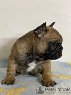 Photo №4. I will sell french bulldog in the city of Belgrade. breeder - price - negotiated