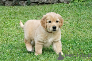 Photo №2 to announcement № 52247 for the sale of golden retriever - buy in Switzerland breeder
