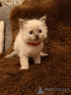 Photo №2 to announcement № 52718 for the sale of ragdoll - buy in Australia private announcement