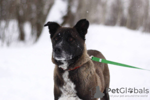 Photo №4. I will sell non-pedigree dogs in the city of Москва. from the shelter - price - Is free