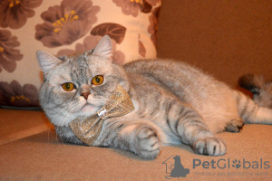 Photo №3. Scottish cat Marcello is urgently looking for a home. Belarus