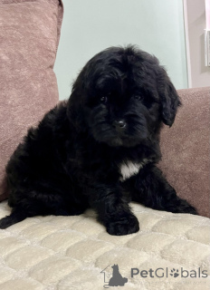 Photo №4. I will sell labradoodle in the city of Belgrade.  - price - 516$