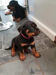 Photo №1. rottweiler - for sale in the city of Jeddah | negotiated | Announcement № 20969