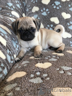 Photo №1. pug - for sale in the city of Lefkada | 258$ | Announcement № 175588