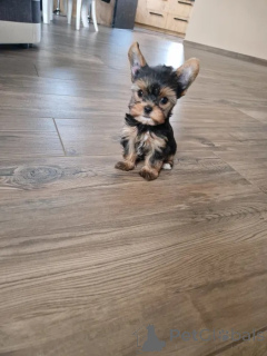Photo №2 to announcement № 135549 for the sale of yorkshire terrier - buy in Poland breeder