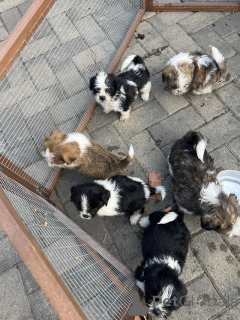 Photo №2 to announcement № 176059 for the sale of shih tzu - buy in Austria private announcement
