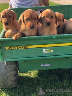 Photo №1. labrador retriever - for sale in the city of Holstebro | 500$ | Announcement № 125657