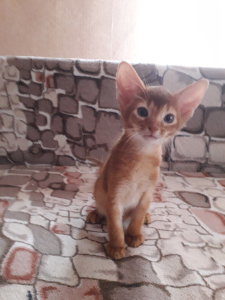 Photo №1. abyssinian cat - for sale in the city of Gomel | 500$ | Announcement № 1378