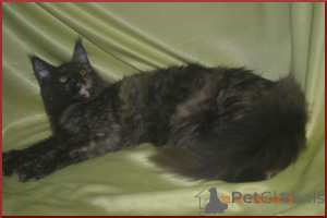 Photo №3. Magnificent Maine Kun cats from a nursery. Russian Federation