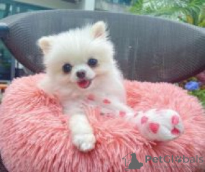 Photo №1. pomeranian - for sale in the city of Jenalöbnitz | Is free | Announcement № 82520